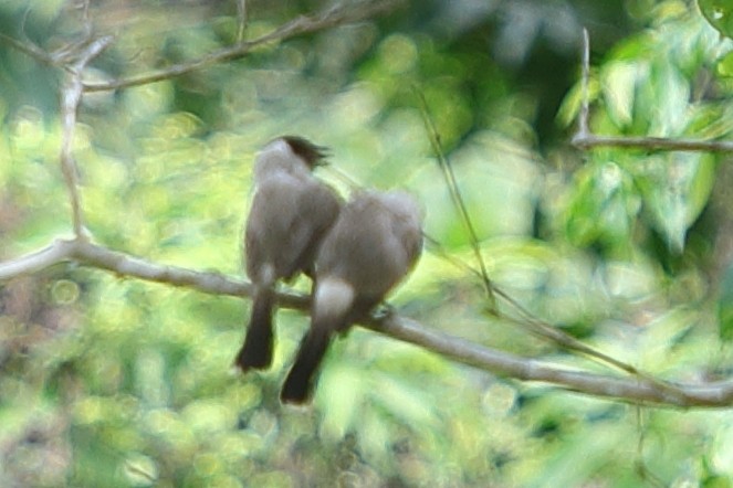 Sooty-headed Bulbul - ML620757318