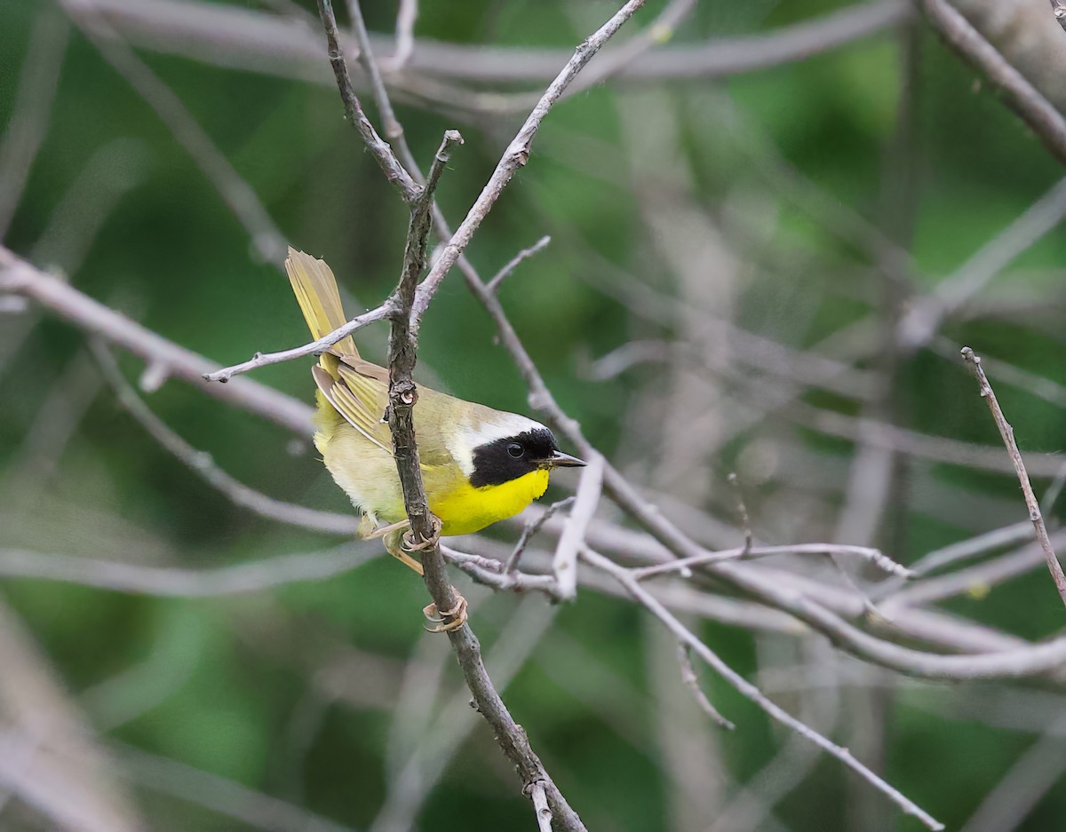 Common Yellowthroat - ML620757322