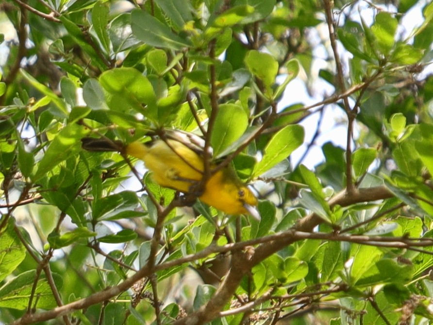 Black-naped Oriole - ML620757324