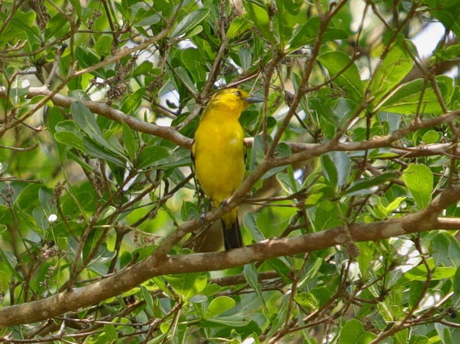 Black-naped Oriole - ML620757326