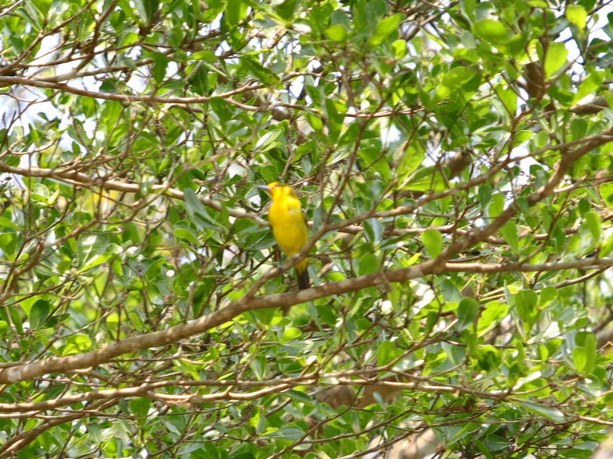 Black-naped Oriole - ML620757327