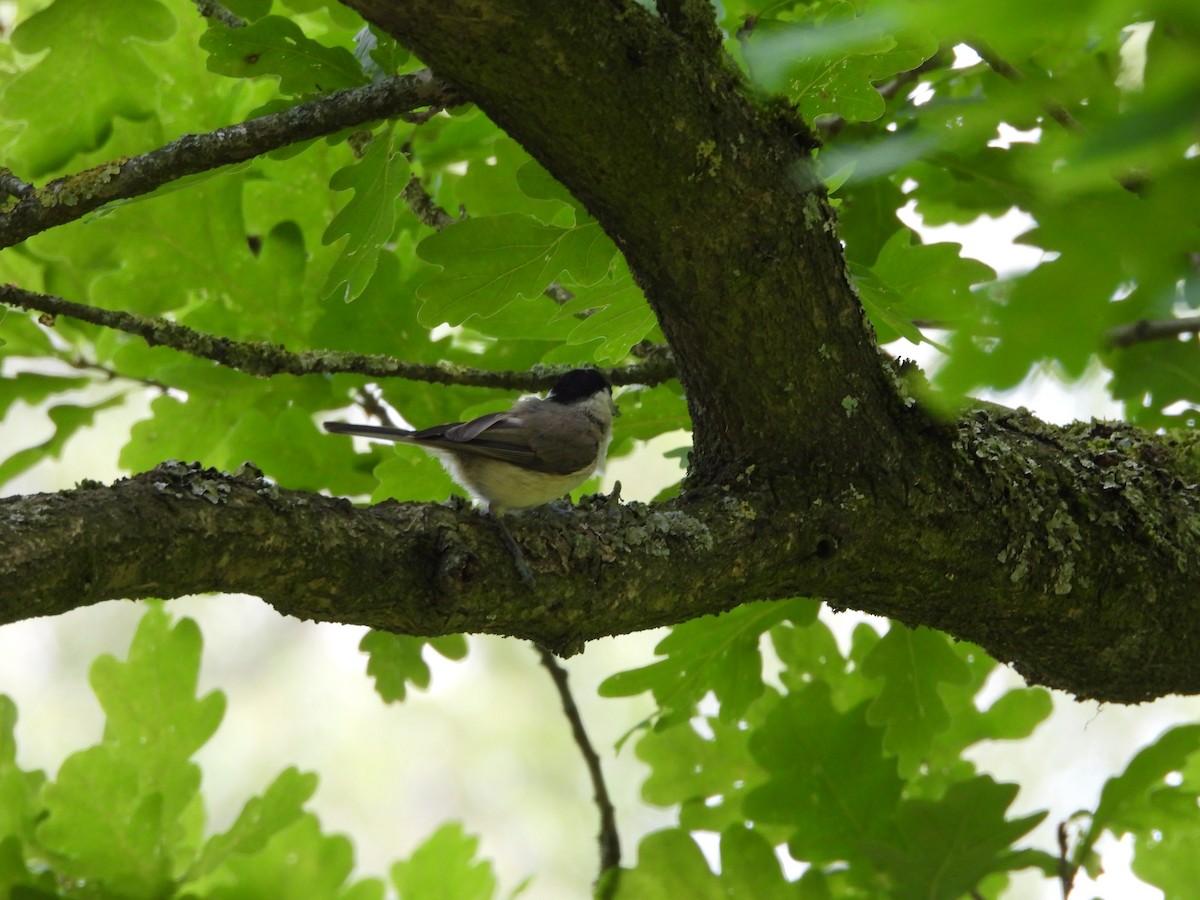 Marsh Tit - ML620757330