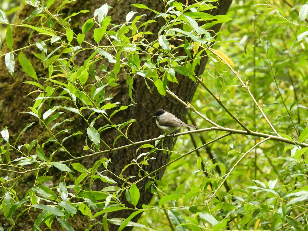 Marsh Tit - ML620757331