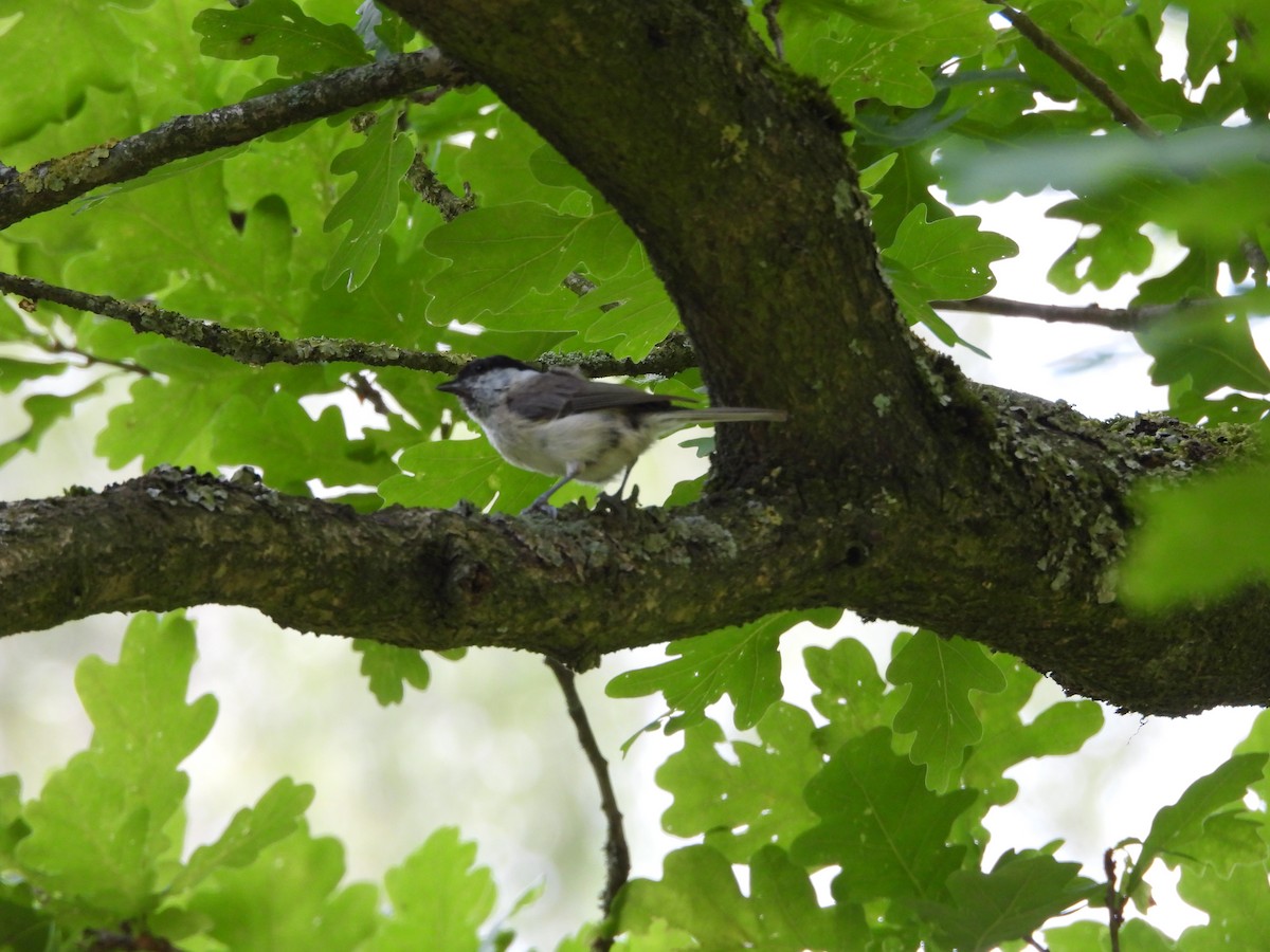 Marsh Tit - ML620757332