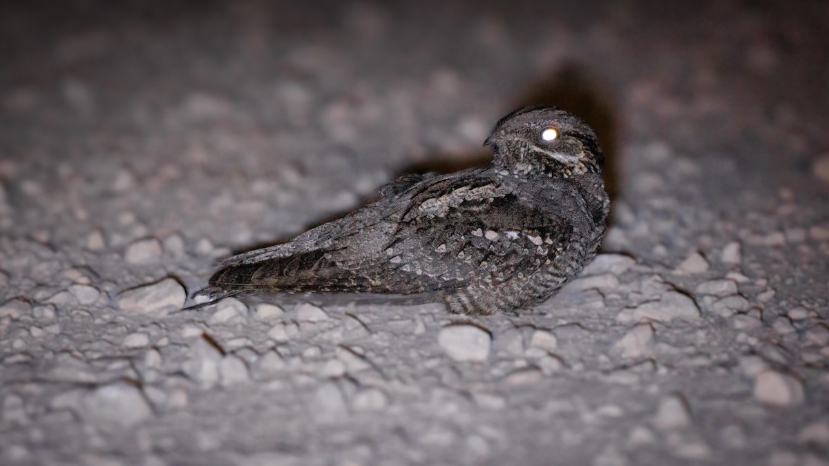 Eurasian Nightjar - ML620757337