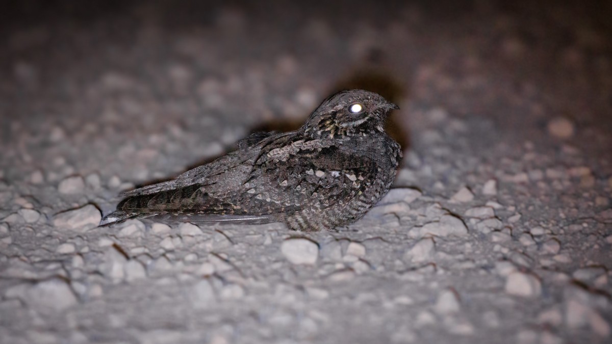 Eurasian Nightjar - Murat GÖKÇE