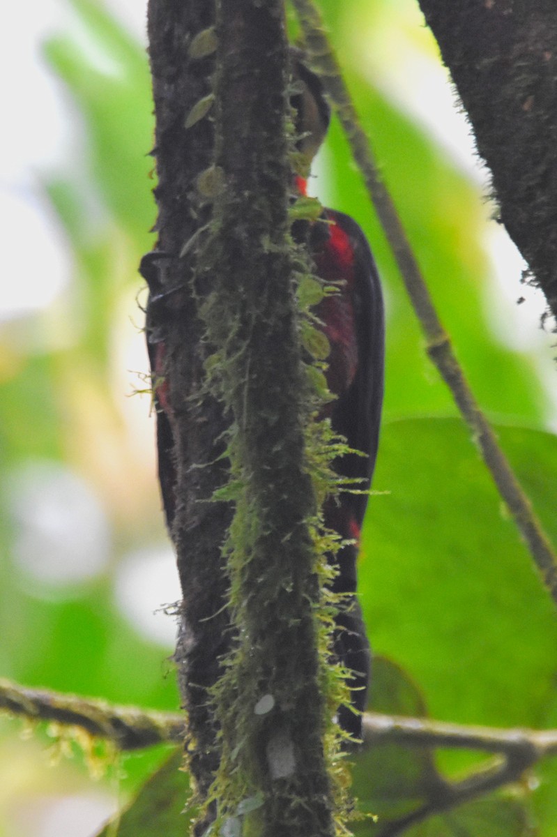 Crimson-bellied Woodpecker (Splendid) - ML620757339