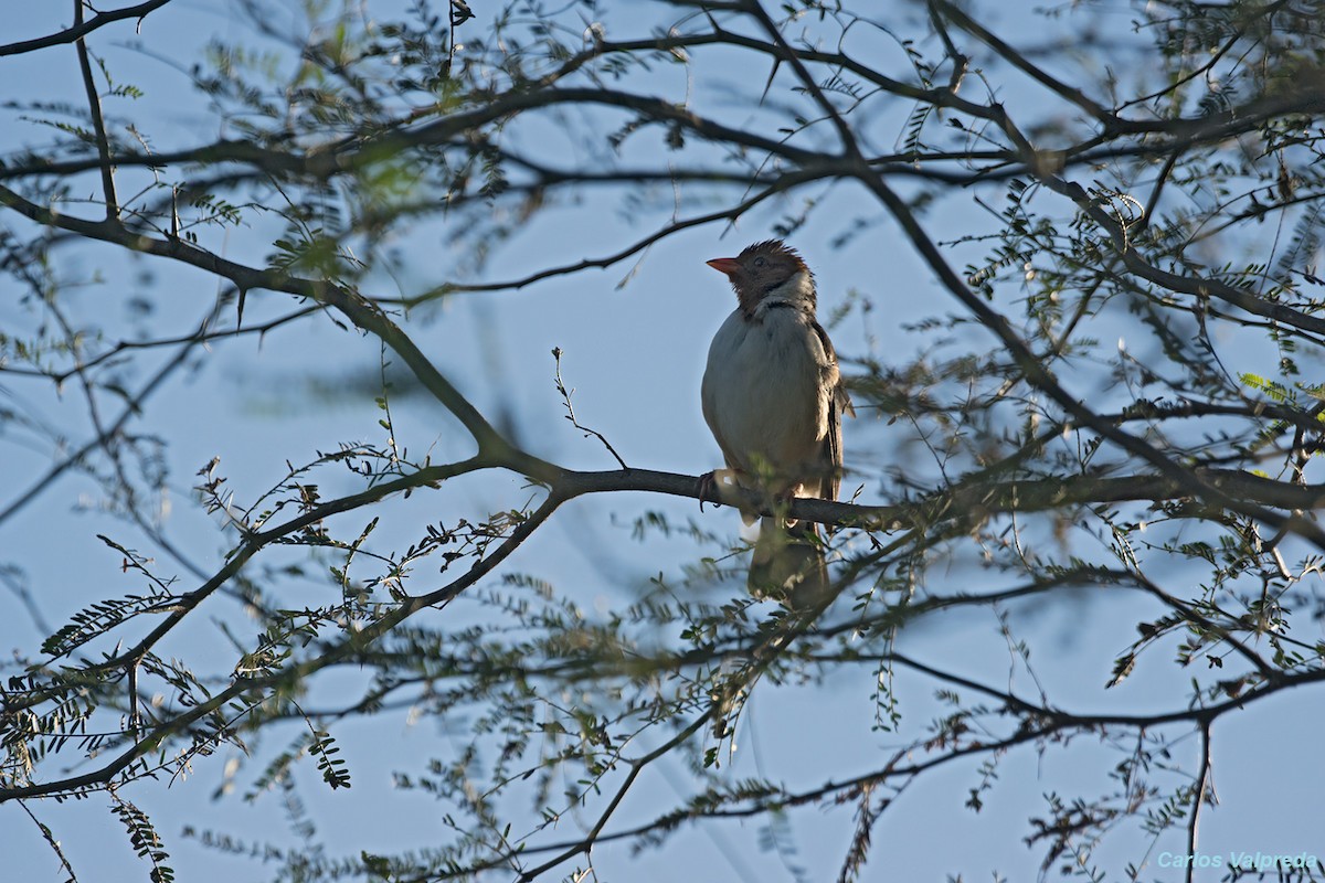 Yellow-billed Cardinal - ML620757354