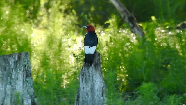 Red-headed Woodpecker - ML620757358