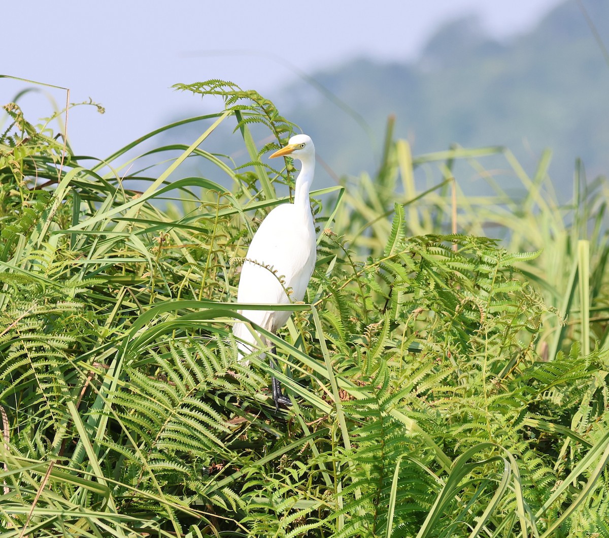 Yellow-billed Egret - ML620757364