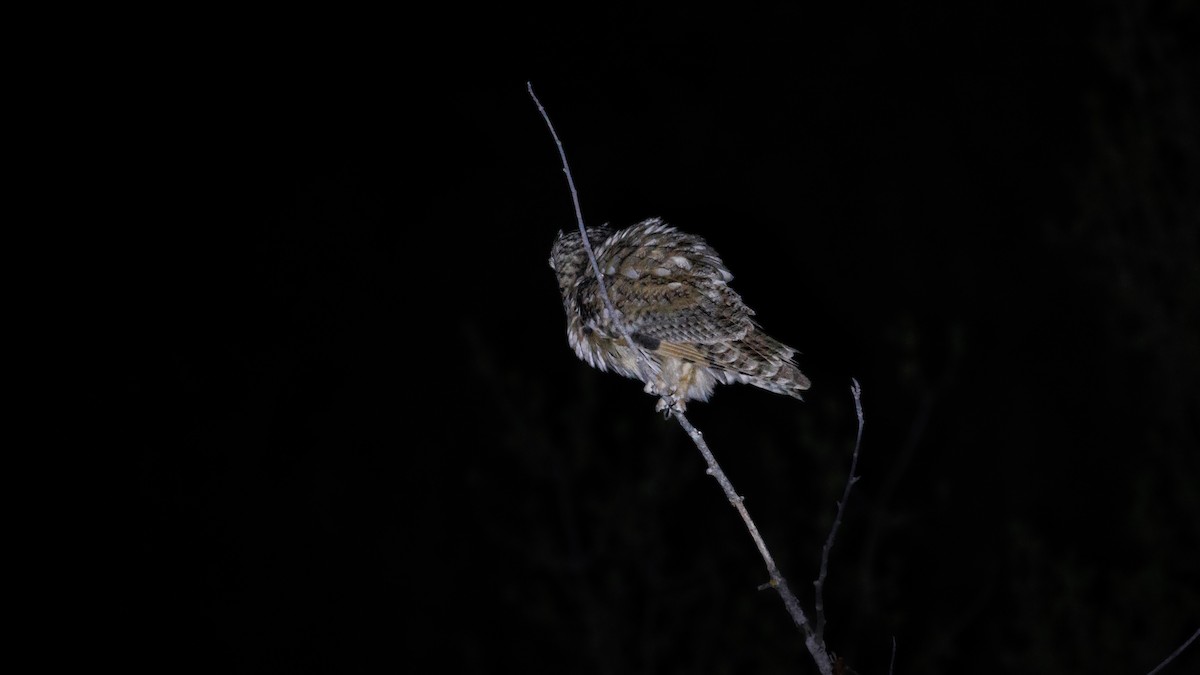 Long-eared Owl - ML620757368