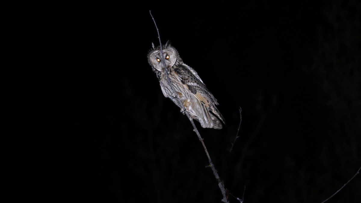 Long-eared Owl - Murat GÖKÇE