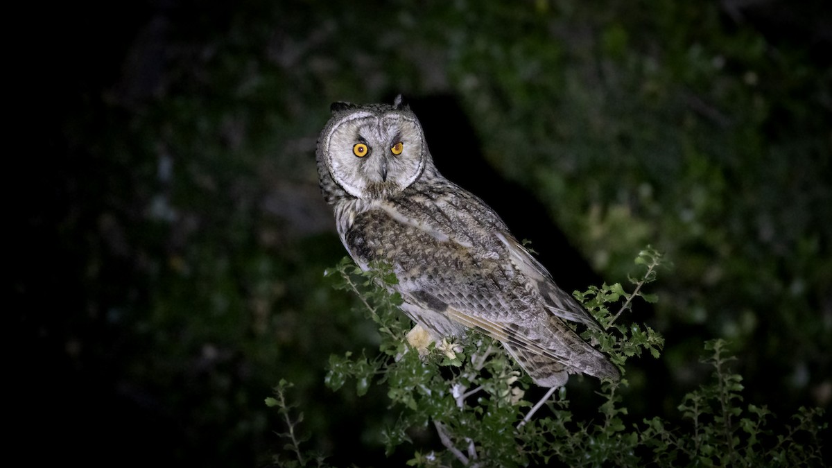 Long-eared Owl - ML620757370