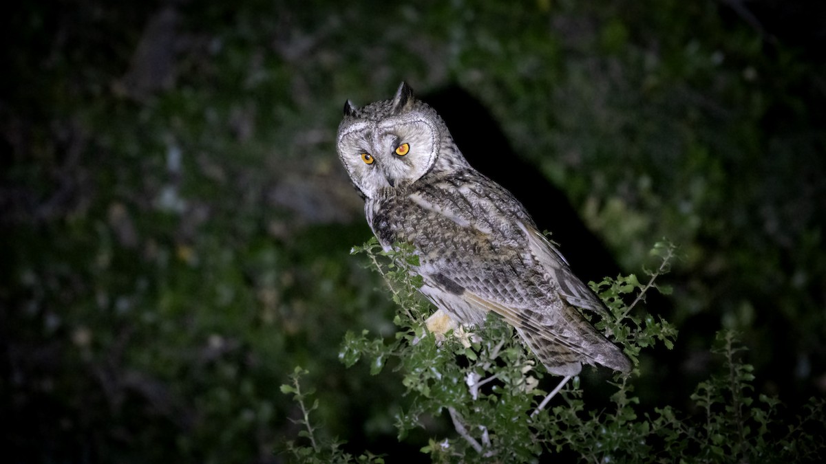 Long-eared Owl - ML620757371