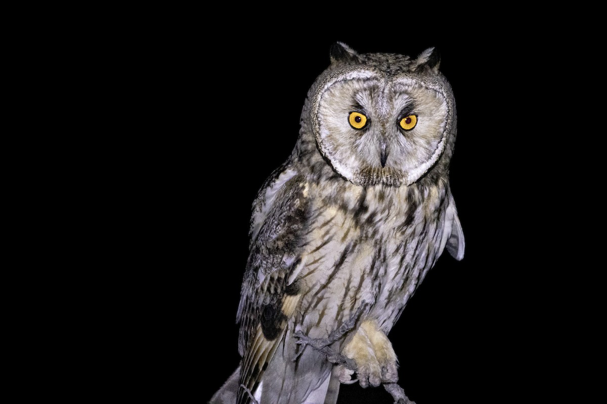 Long-eared Owl - ML620757373