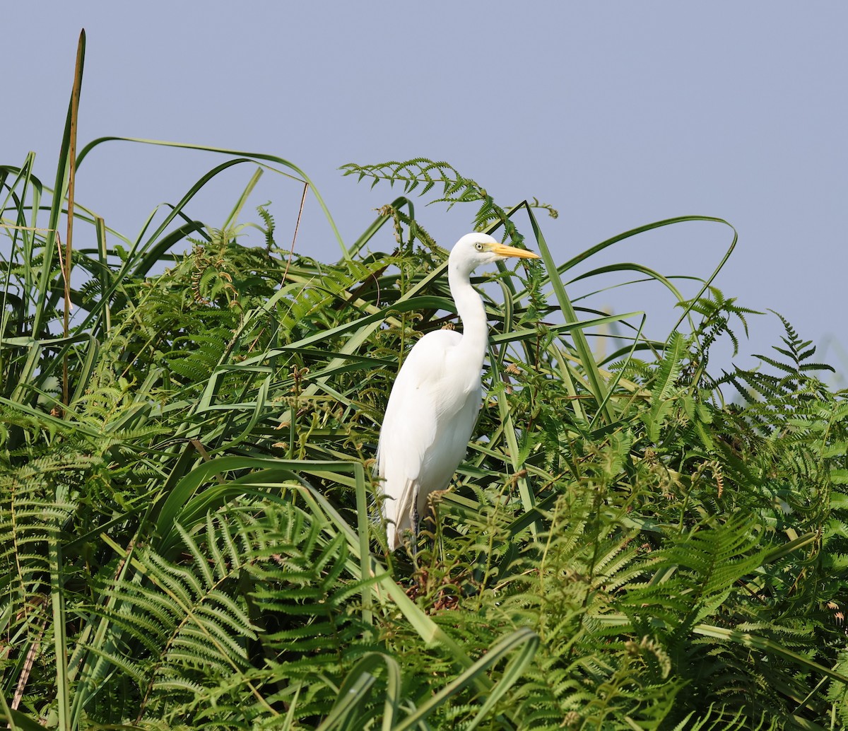 Yellow-billed Egret - ML620757375