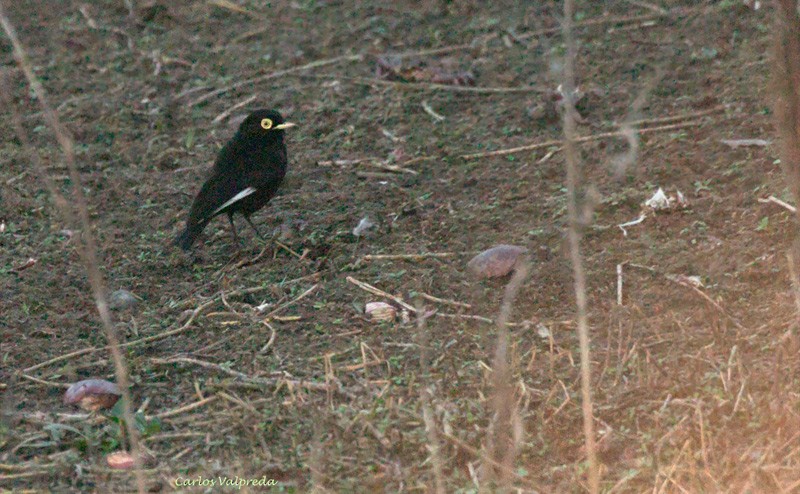 Spectacled Tyrant - ML620757377