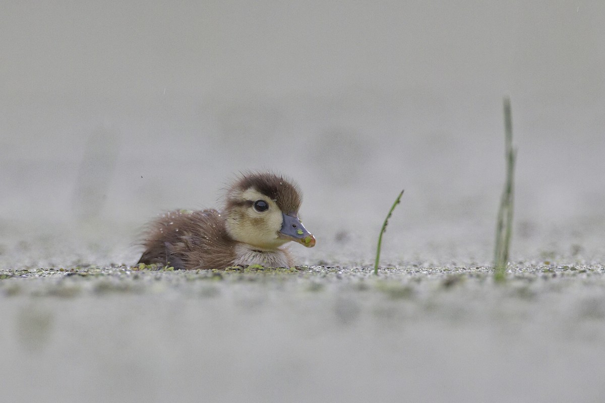 Wood Duck - ML620757378