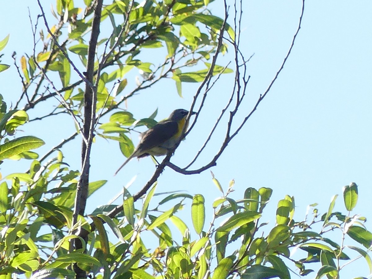 Yellow-breasted Chat - ML620757379