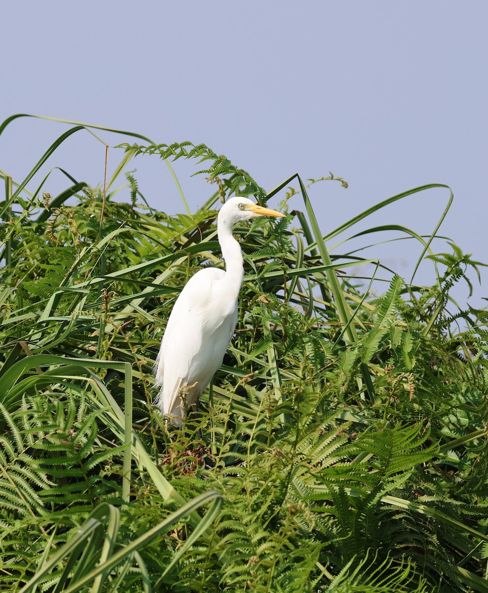 Yellow-billed Egret - ML620757380