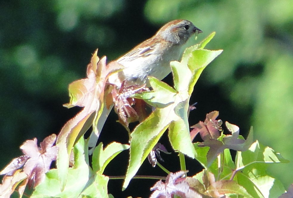 Field Sparrow - ML620757387