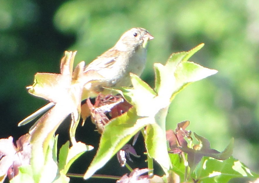 Field Sparrow - ML620757388