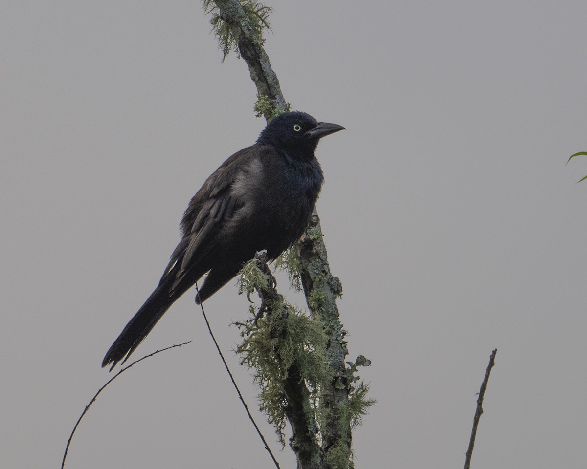 Common Grackle - ML620757398