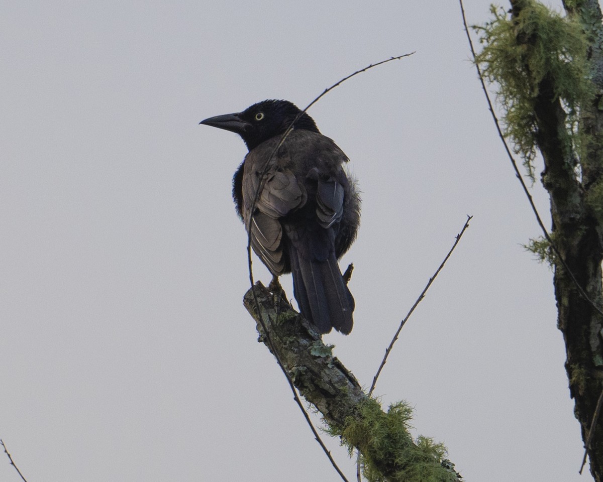 Common Grackle - Gary Hofing