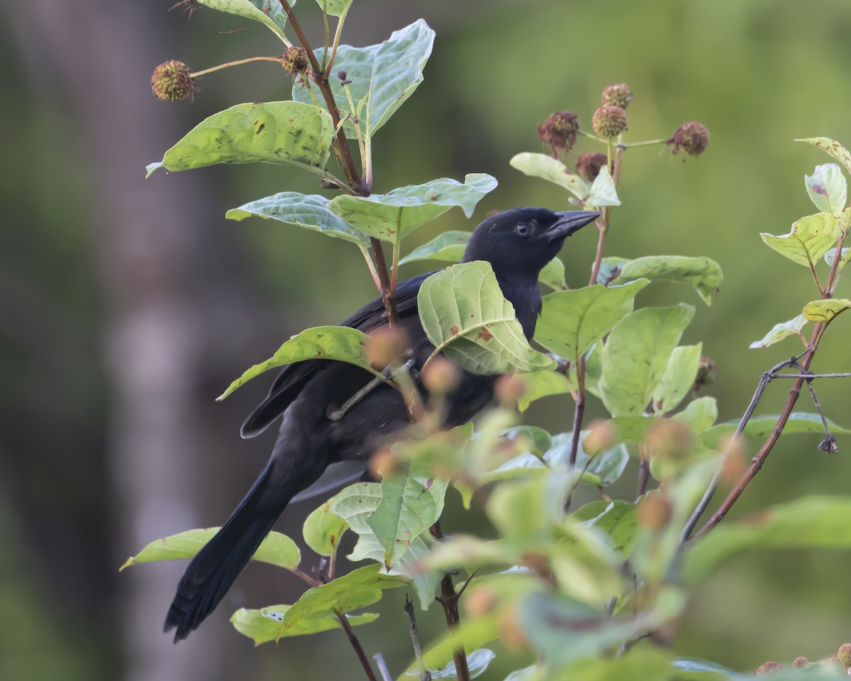 Common Grackle - ML620757400