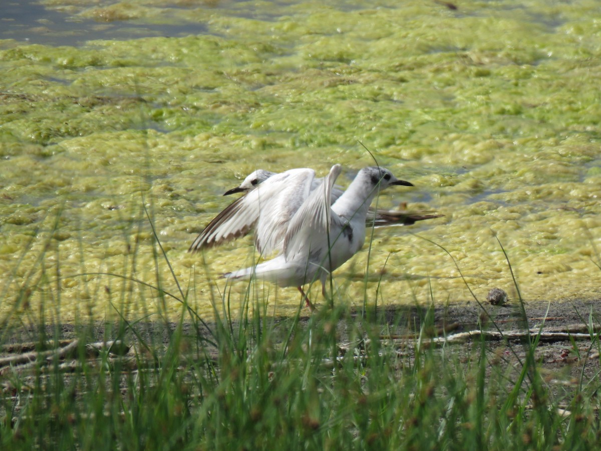 Mouette de Bonaparte - ML620757402