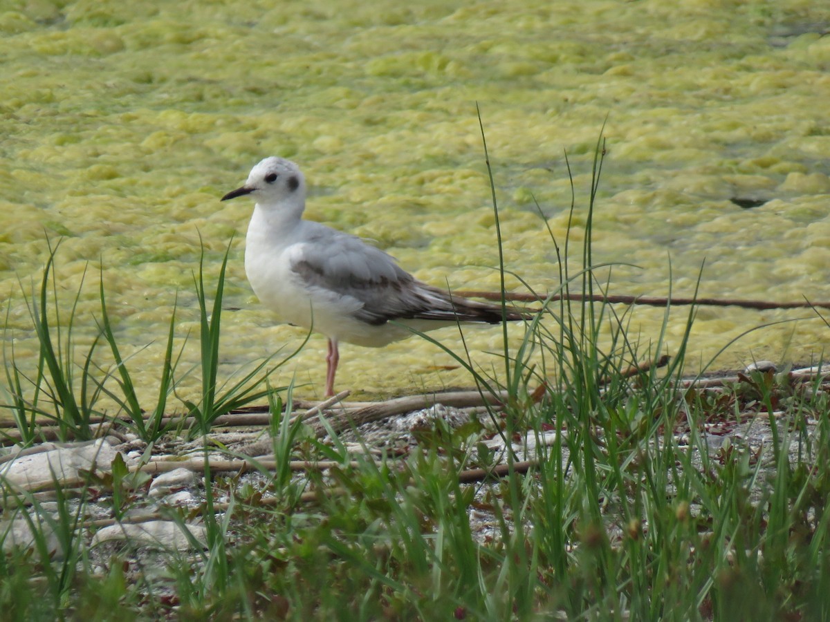 Bonaparte's Gull - ML620757403