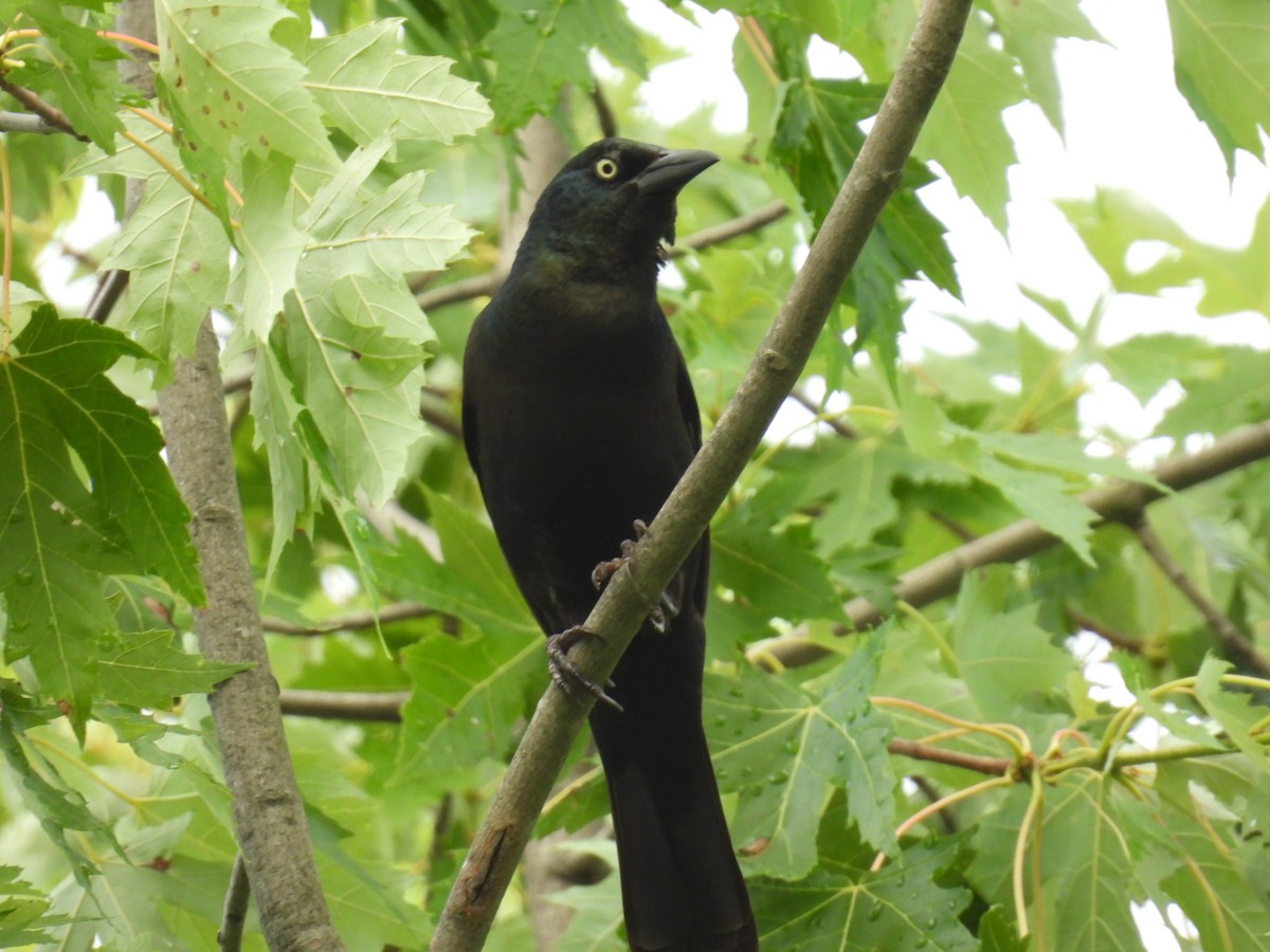 Common Grackle - ML620757404