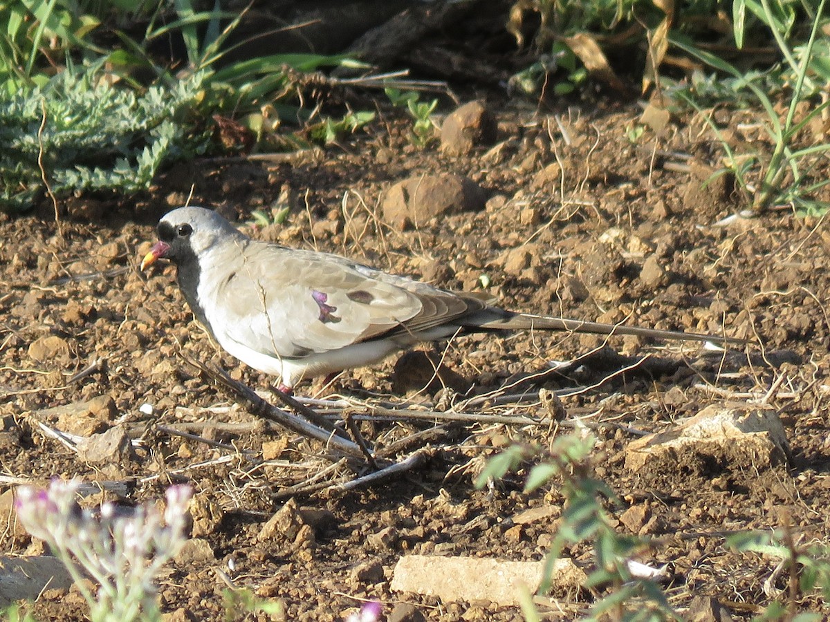 Namaqua Dove - ML620757410