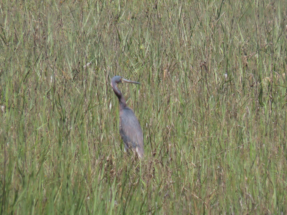 Tricolored Heron - ML620757411