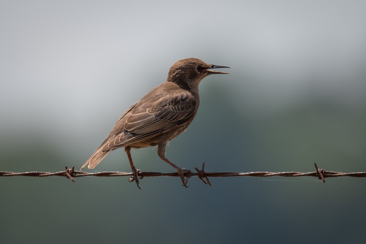 European Starling - ML620757413