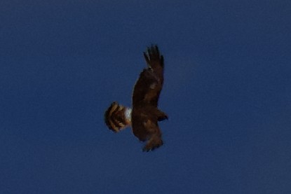 Northern Harrier - ML620757415