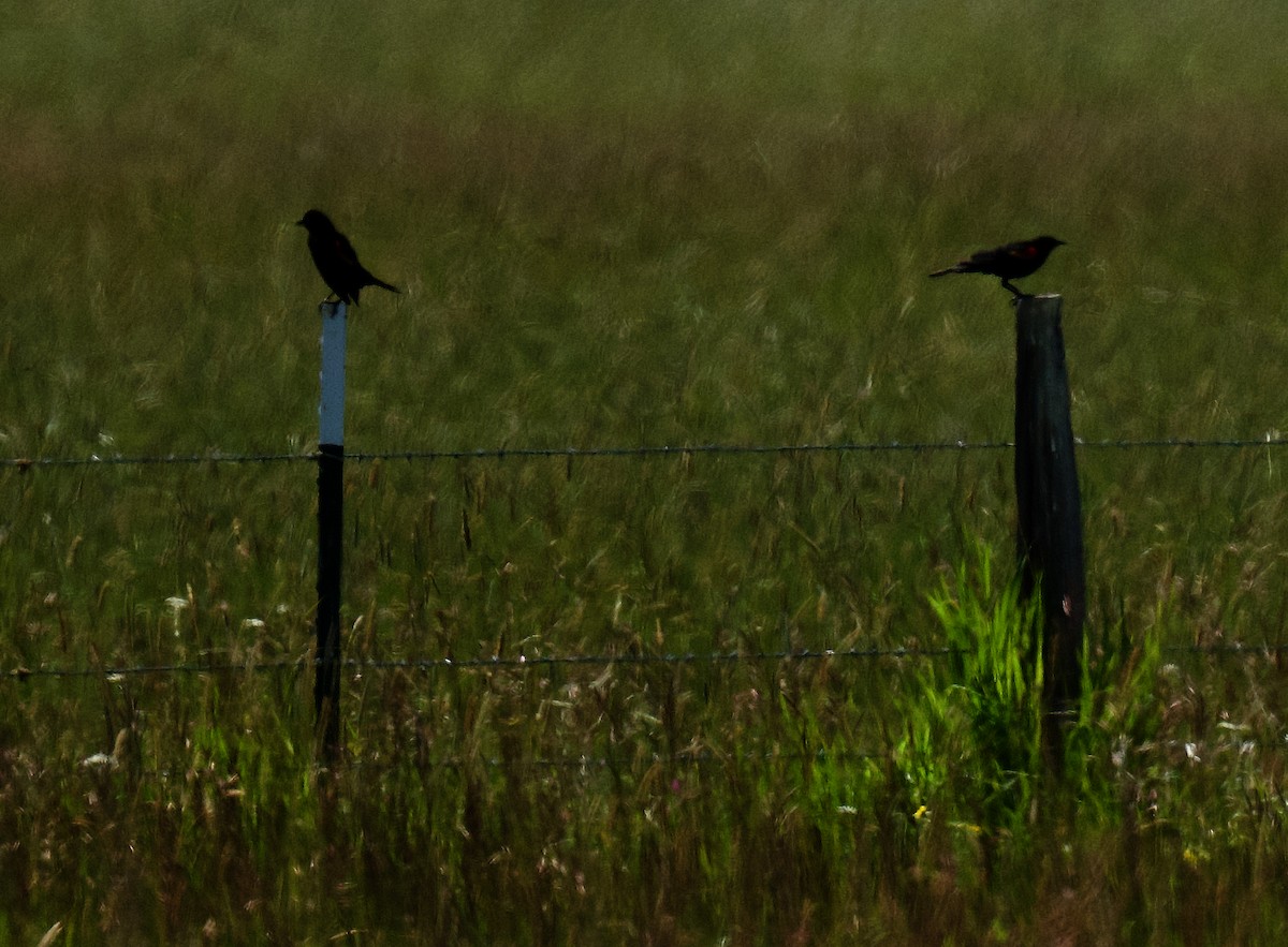 Red-winged Blackbird - ML620757418