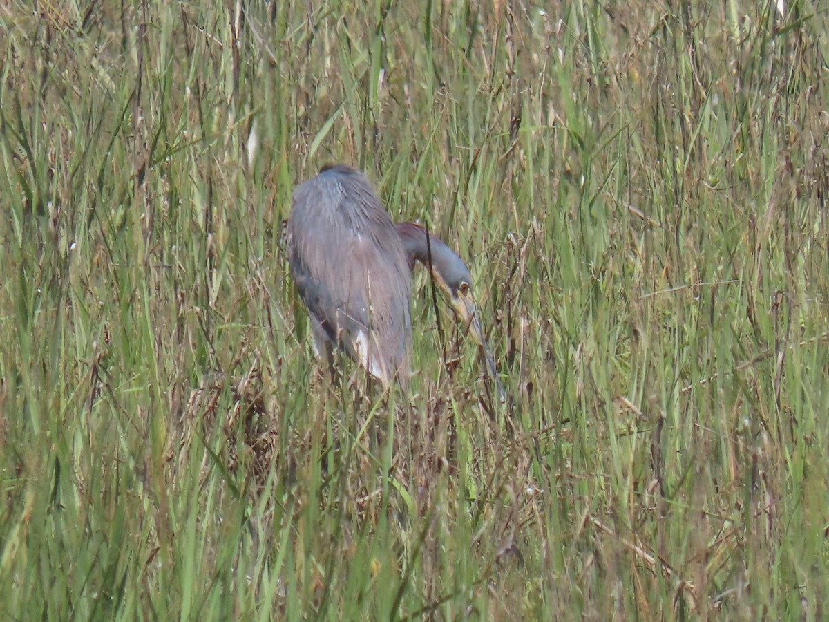 Tricolored Heron - ML620757420