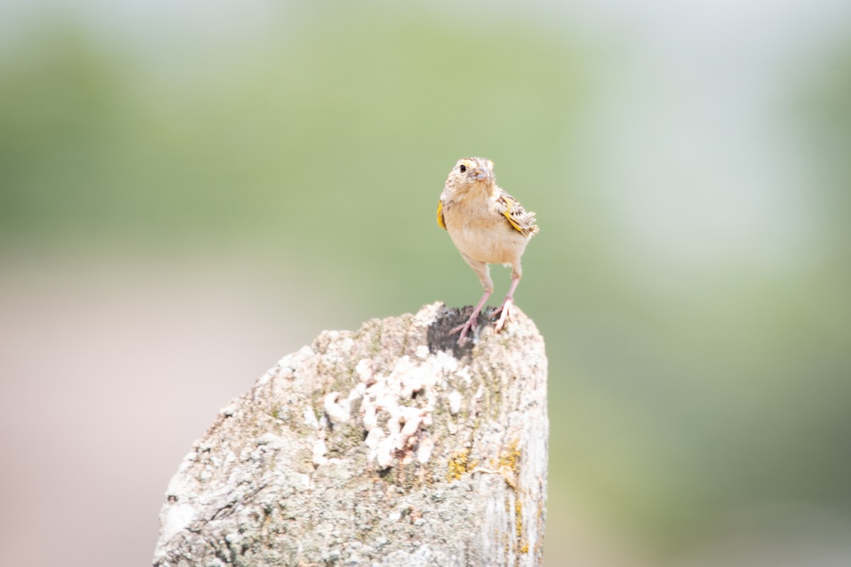 Grasshopper Sparrow - ML620757421