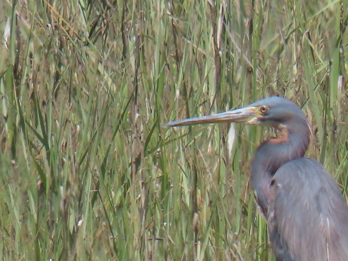 Tricolored Heron - ML620757423