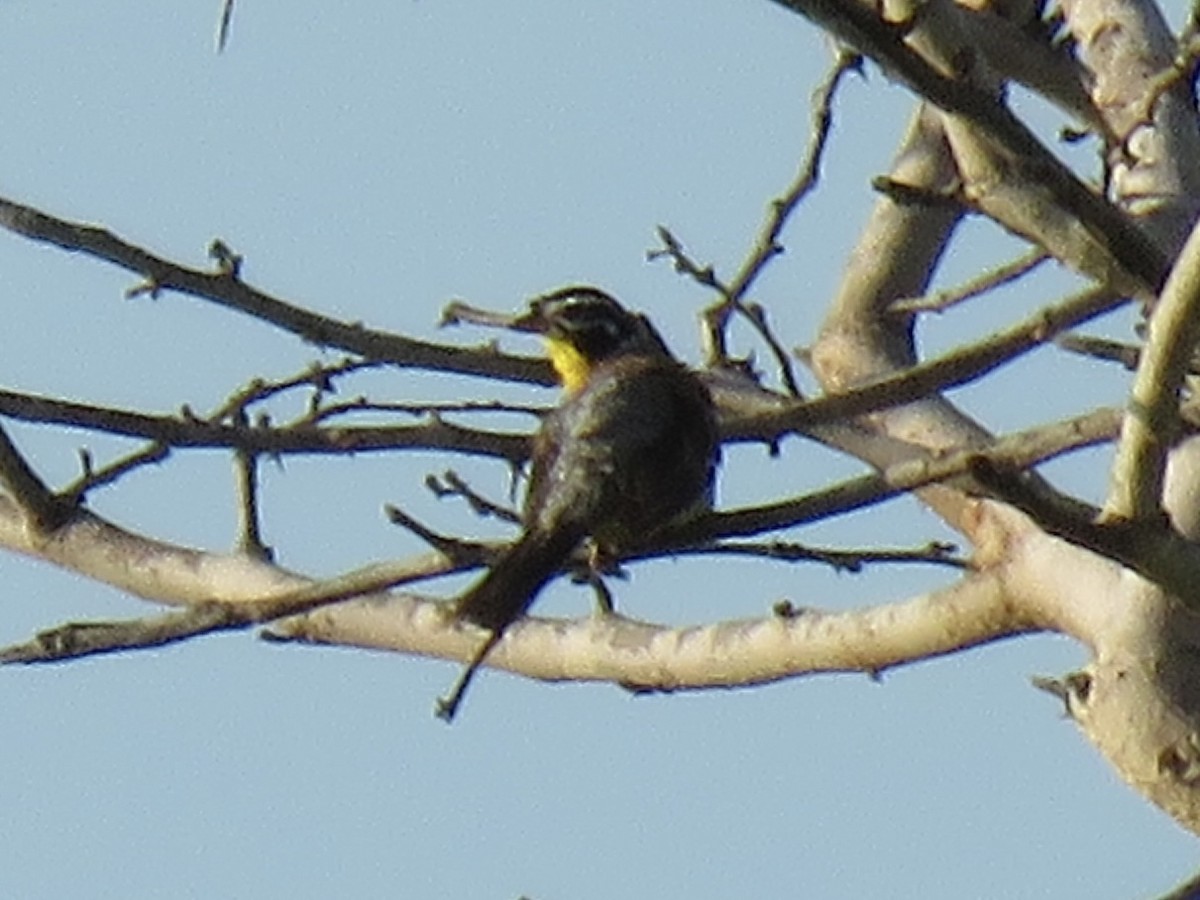 Golden-breasted Bunting - ML620757424