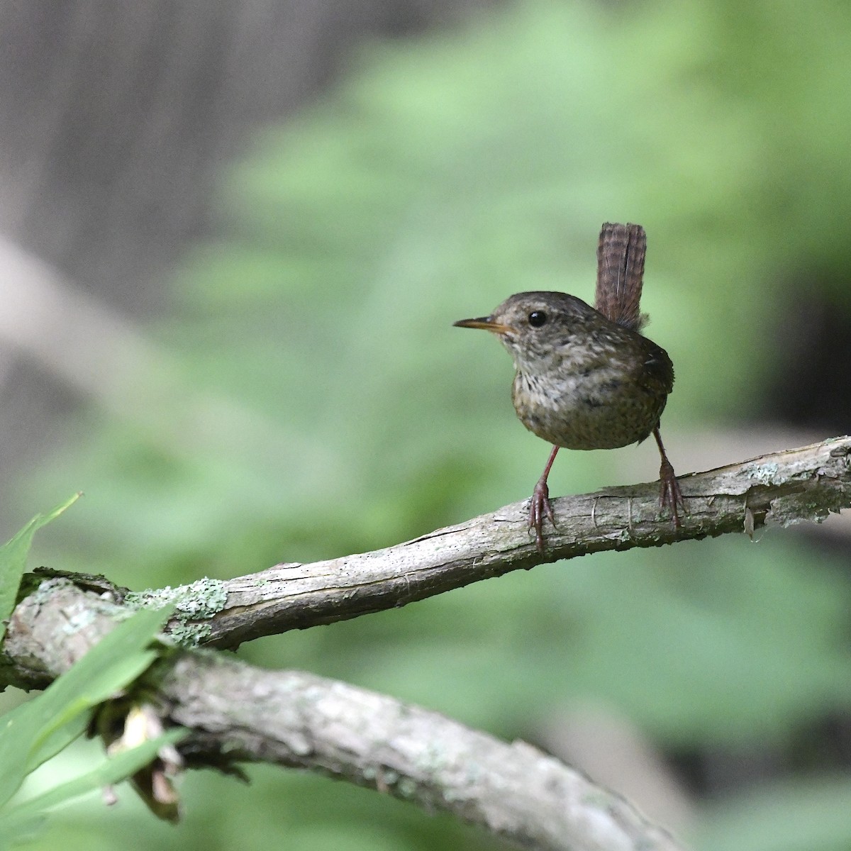 Winter Wren - ML620757425