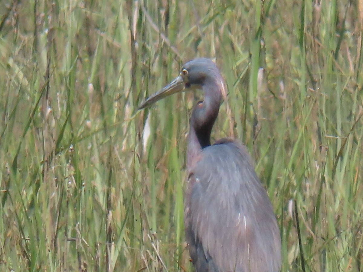 Tricolored Heron - ML620757426