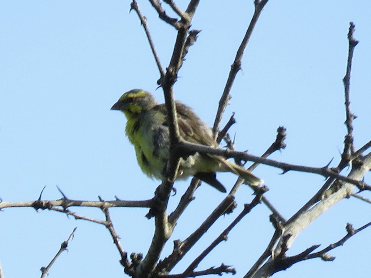 Yellow-fronted Canary - Tim Carney