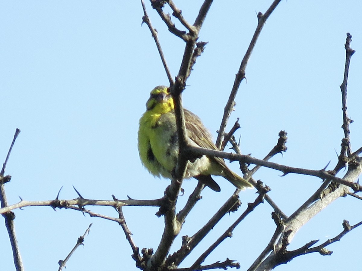 Yellow-fronted Canary - ML620757431