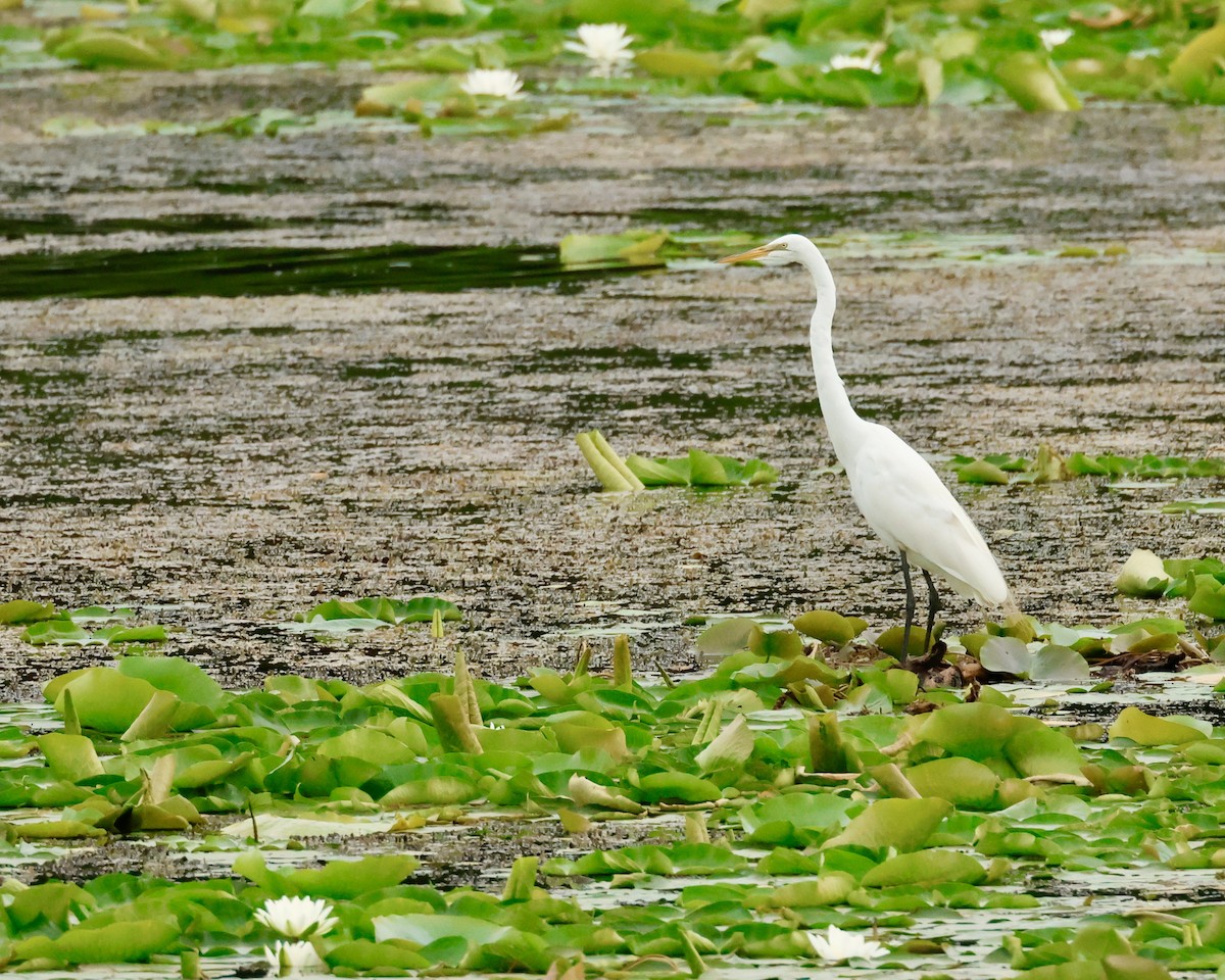 Great Egret - ML620757432