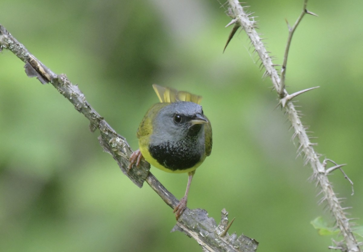 Mourning Warbler - ML620757435