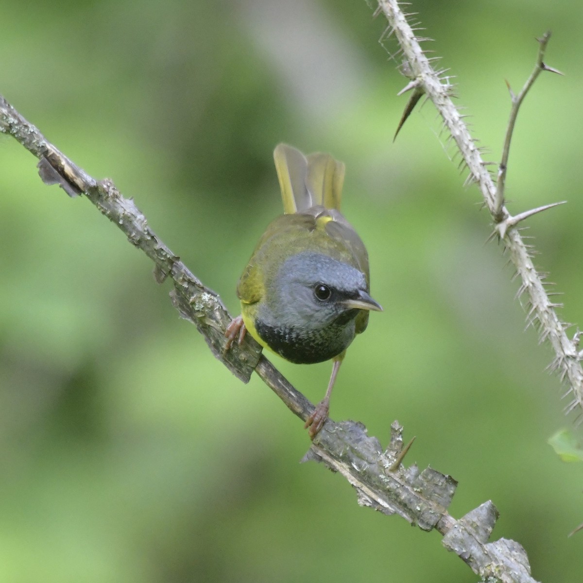 Mourning Warbler - Erin LeFevre