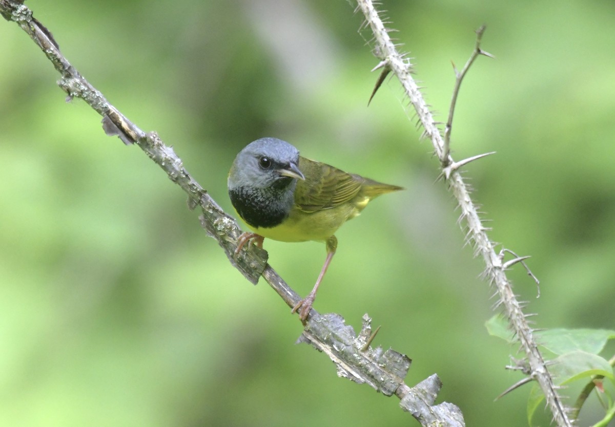 Mourning Warbler - ML620757437