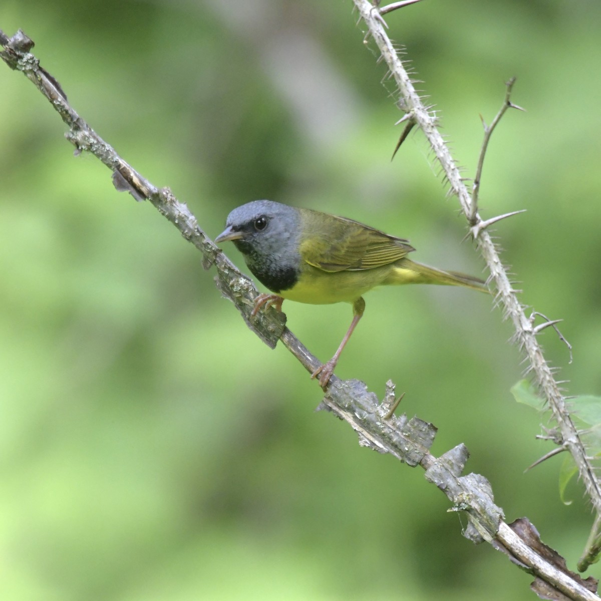 Mourning Warbler - ML620757438